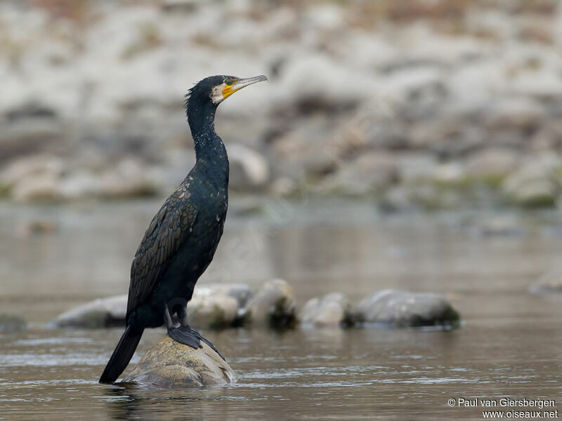 Grand Cormoranadulte