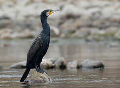 Great Cormorant