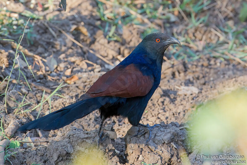 Greater Coucal