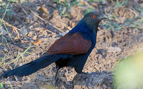 Greater Coucal