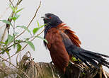 Grand Coucal