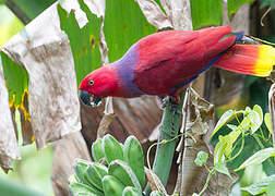 Eclectus Parrot