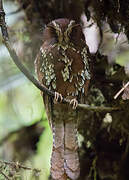 Feline Owlet-nightjar