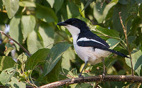 Tropical Boubou