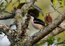 Tropical Boubou