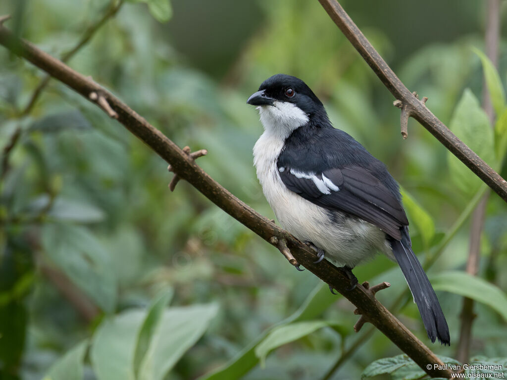 Tropical Boubouadult