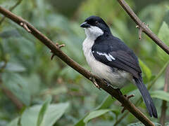 Tropical Boubou