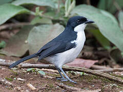 Tropical Boubou