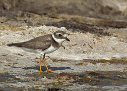 Common Ringed Plover