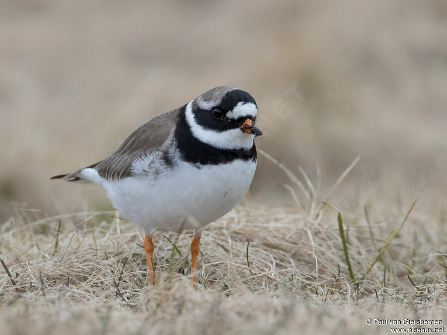 Common Ringed Ploveradult