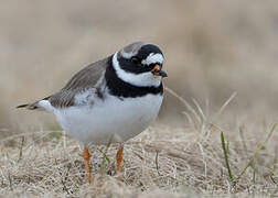 Common Ringed Plover