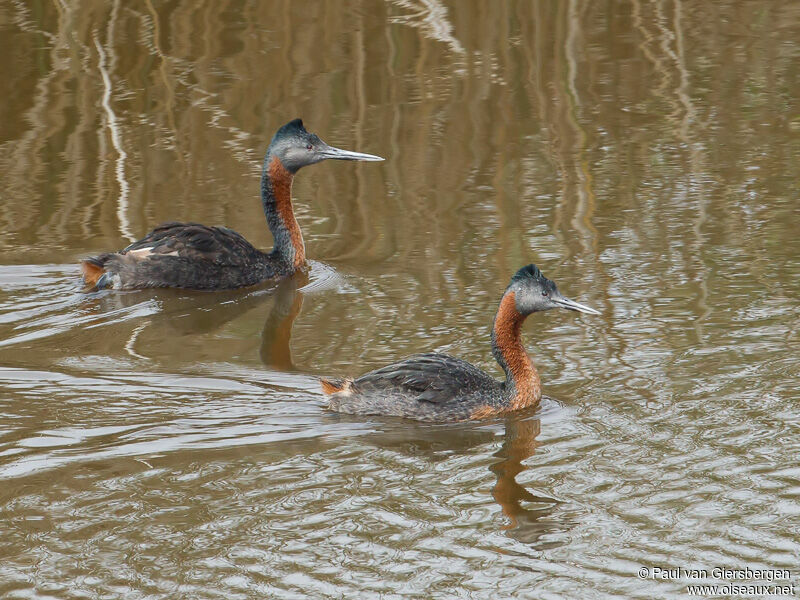 Great Grebe