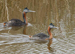 Great Grebe