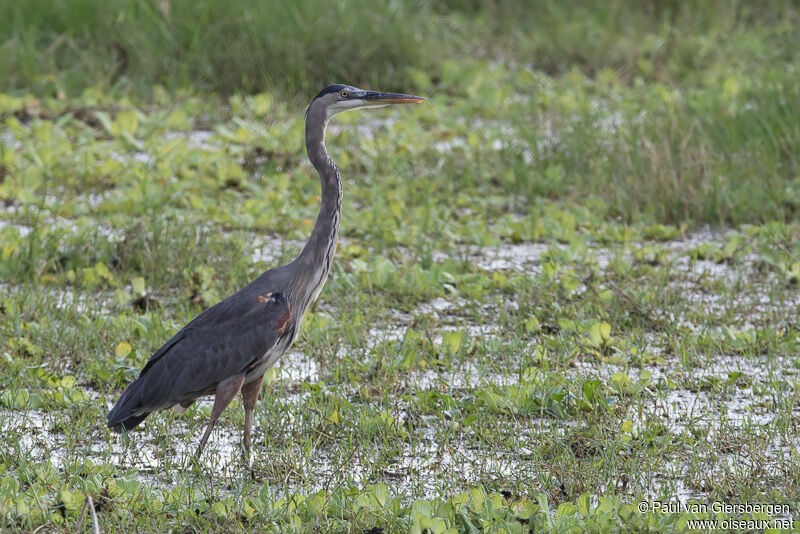 Great Blue Heron