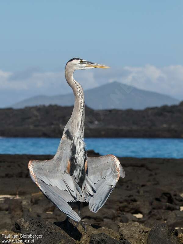 Great Blue Heronsubadult, habitat, pigmentation, Behaviour