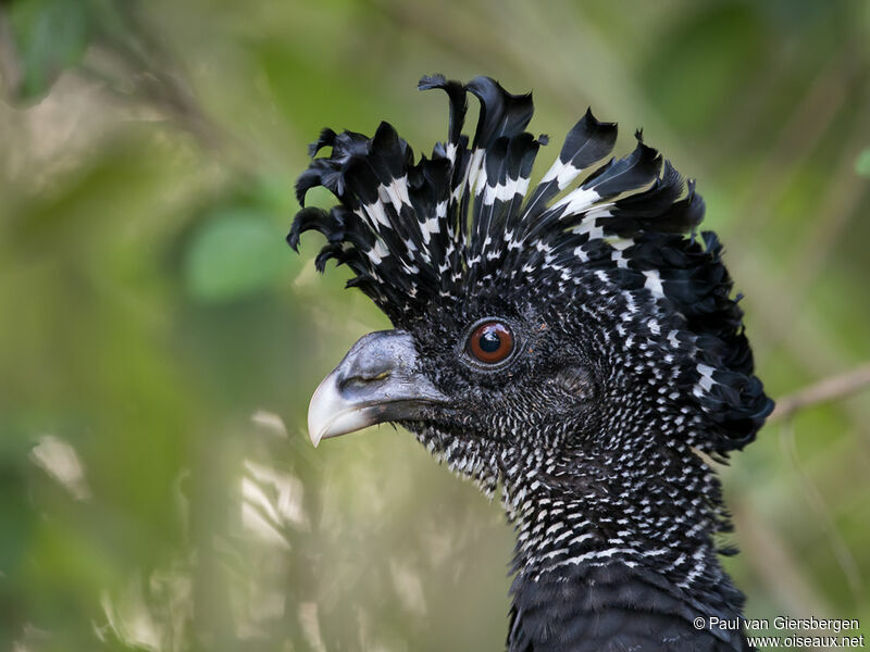 Great Curassow female adult