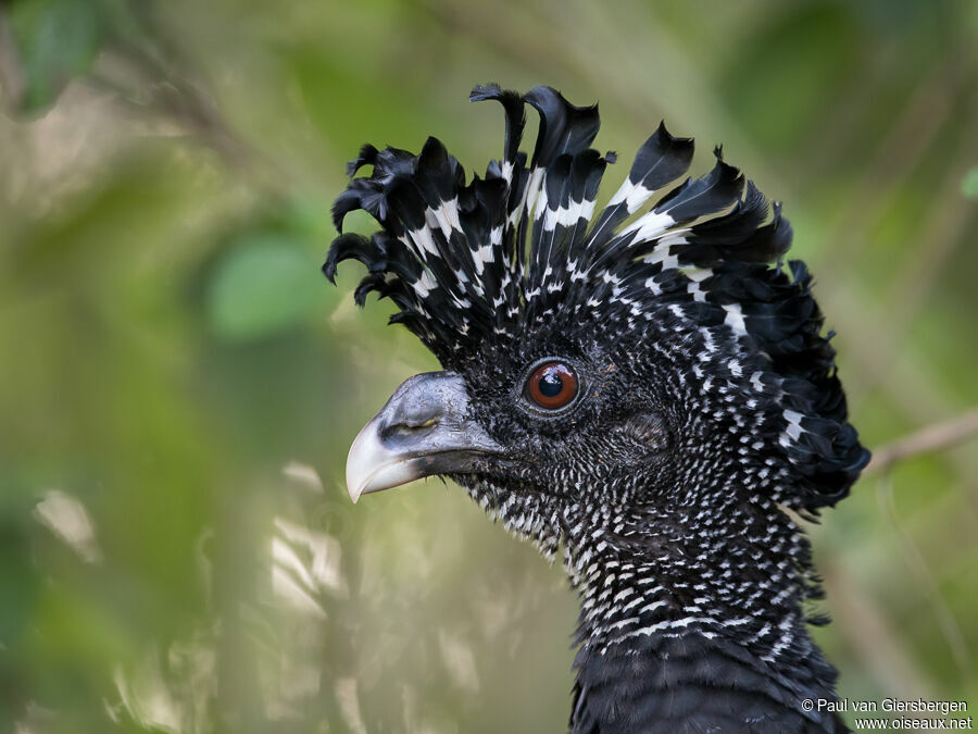 Great Curassow female adult