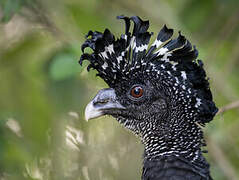 Great Curassow