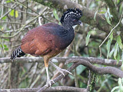 Great Curassow