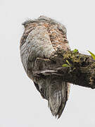 Great Potoo