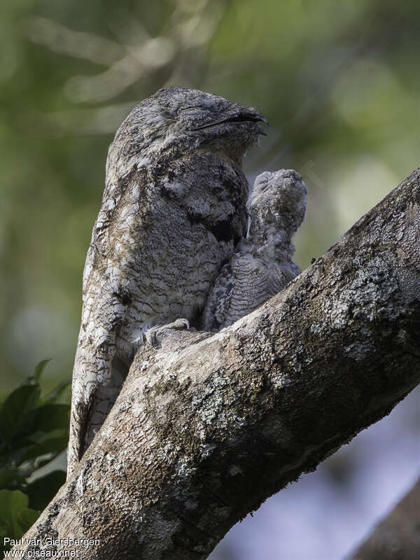 Great Potoo