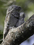 Great Potoo