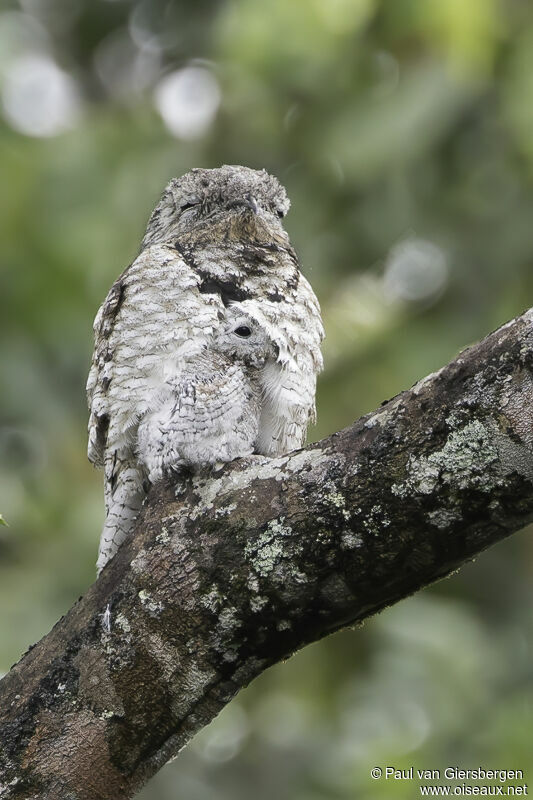 Great Potoo