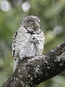 Great Potoo