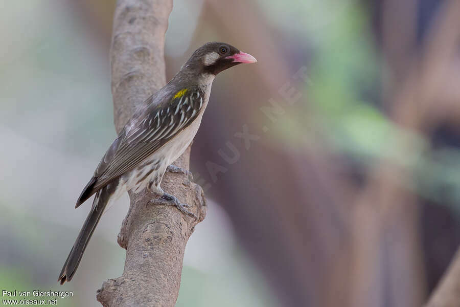 Greater Honeyguide male adult, identification