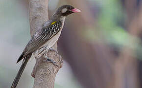 Greater Honeyguide