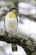 Greater Honeyguide