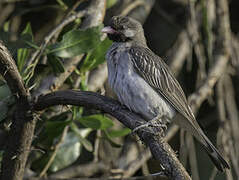 Greater Honeyguide