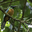 Grand Jacamar
