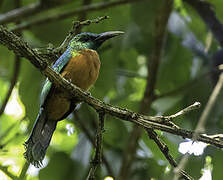 Great Jacamar