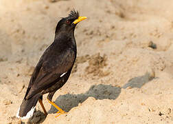 Great Myna