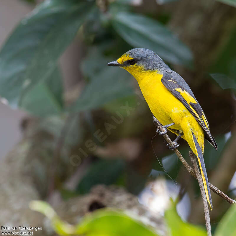 Grand Minivet femelle adulte, identification