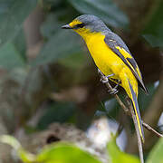 Orange Minivet