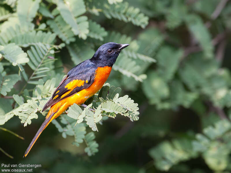 Grand Minivet mâle adulte, identification