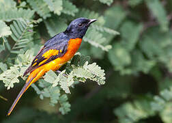 Orange Minivet