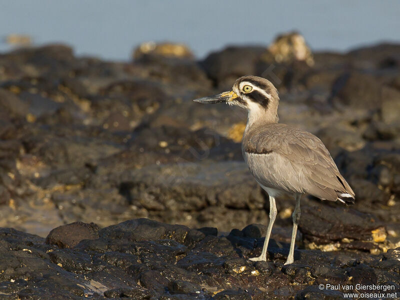 Great Stone-curlewadult