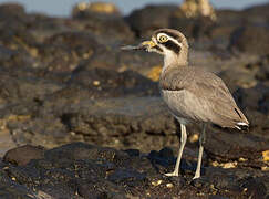 Great Stone-curlew