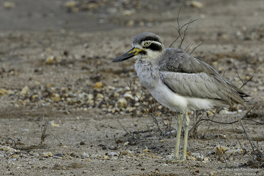 Great Stone-curlewadult