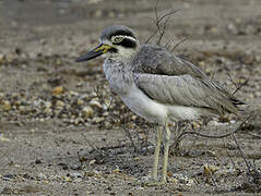 Great Stone-curlew