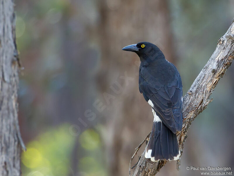 Pied Currawongadult