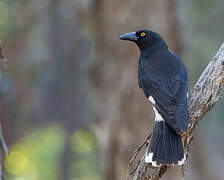 Pied Currawong