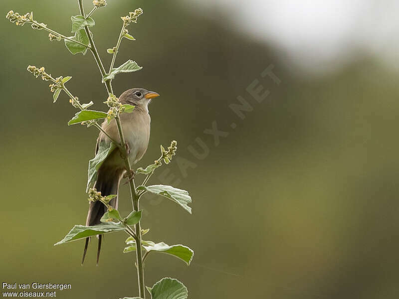 Wedge-tailed Grass Finch, Behaviour