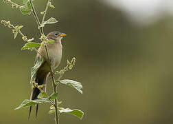 Wedge-tailed Grass Finch