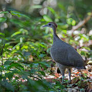 Great Tinamou