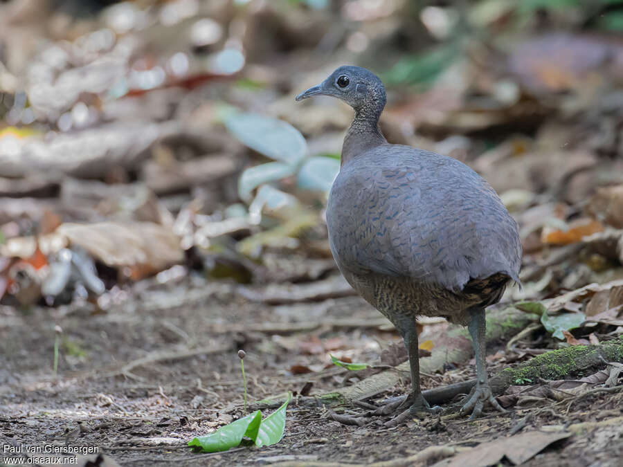 Great Tinamouadult, habitat, pigmentation, walking