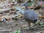 Grand Tinamou